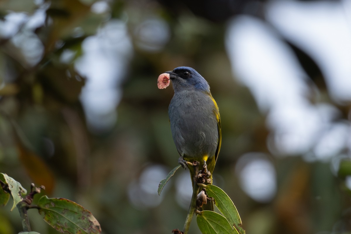 Blue-capped Tanager - ML647128630
