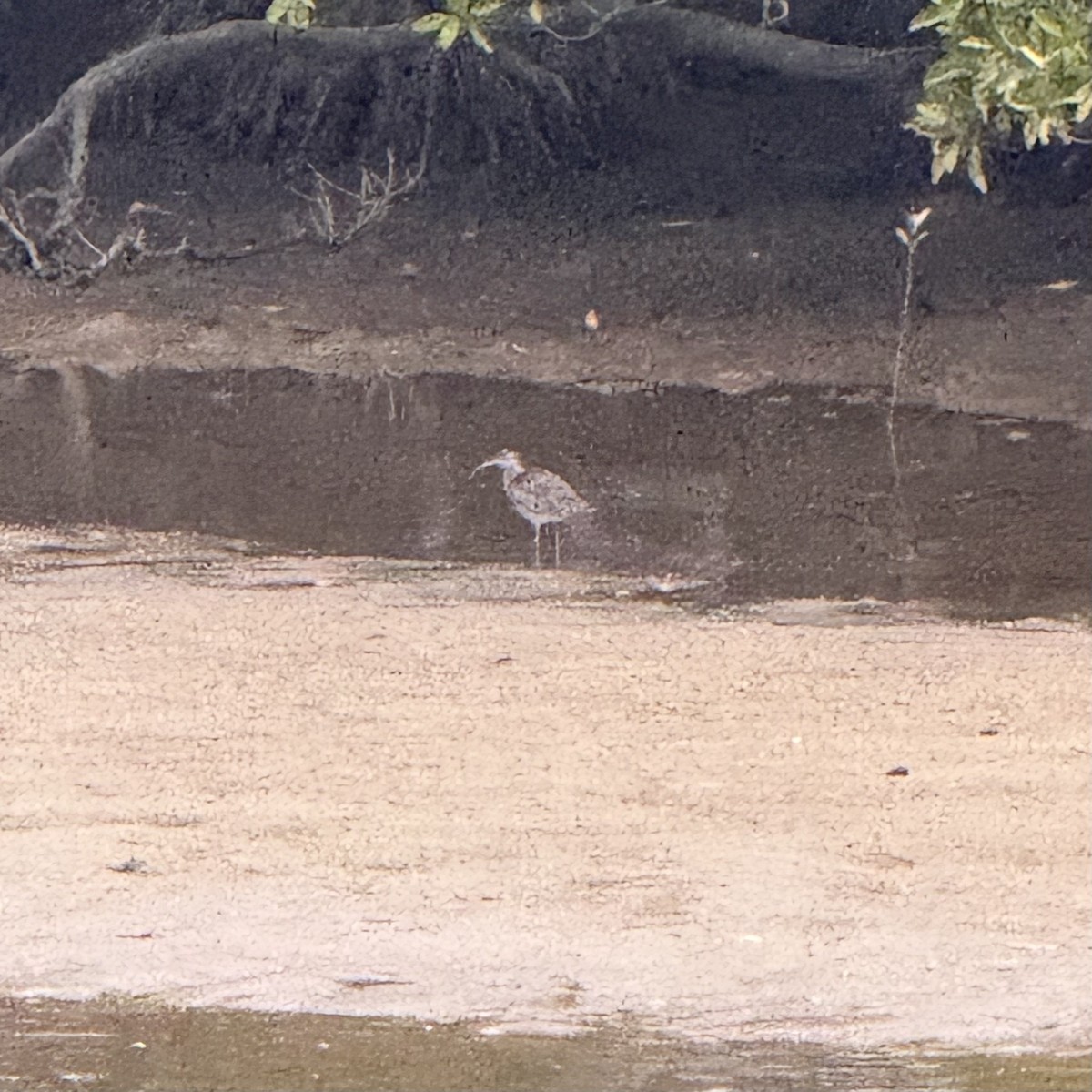 Eurasian Whimbrel - ML647128631