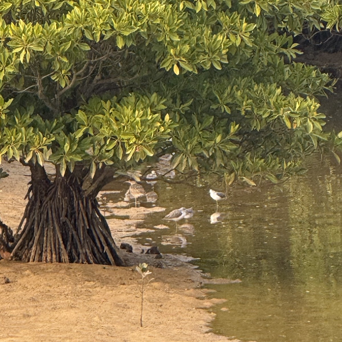 Eurasian Whimbrel - ML647128632