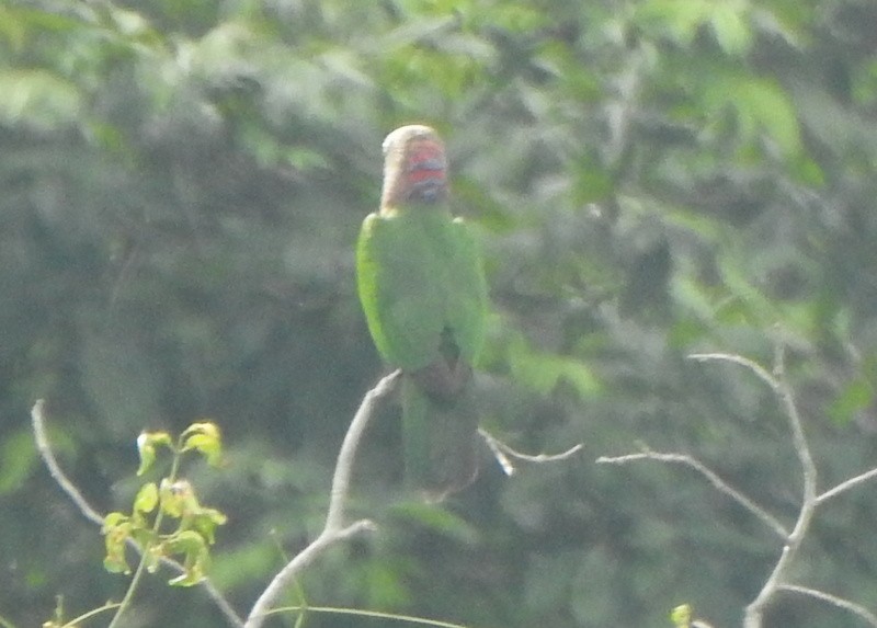 Red-fan Parrot - ML647128634