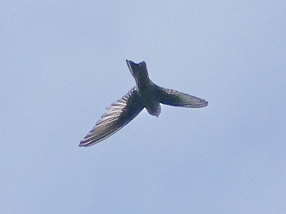 Indian Swiftlet - ML647128635