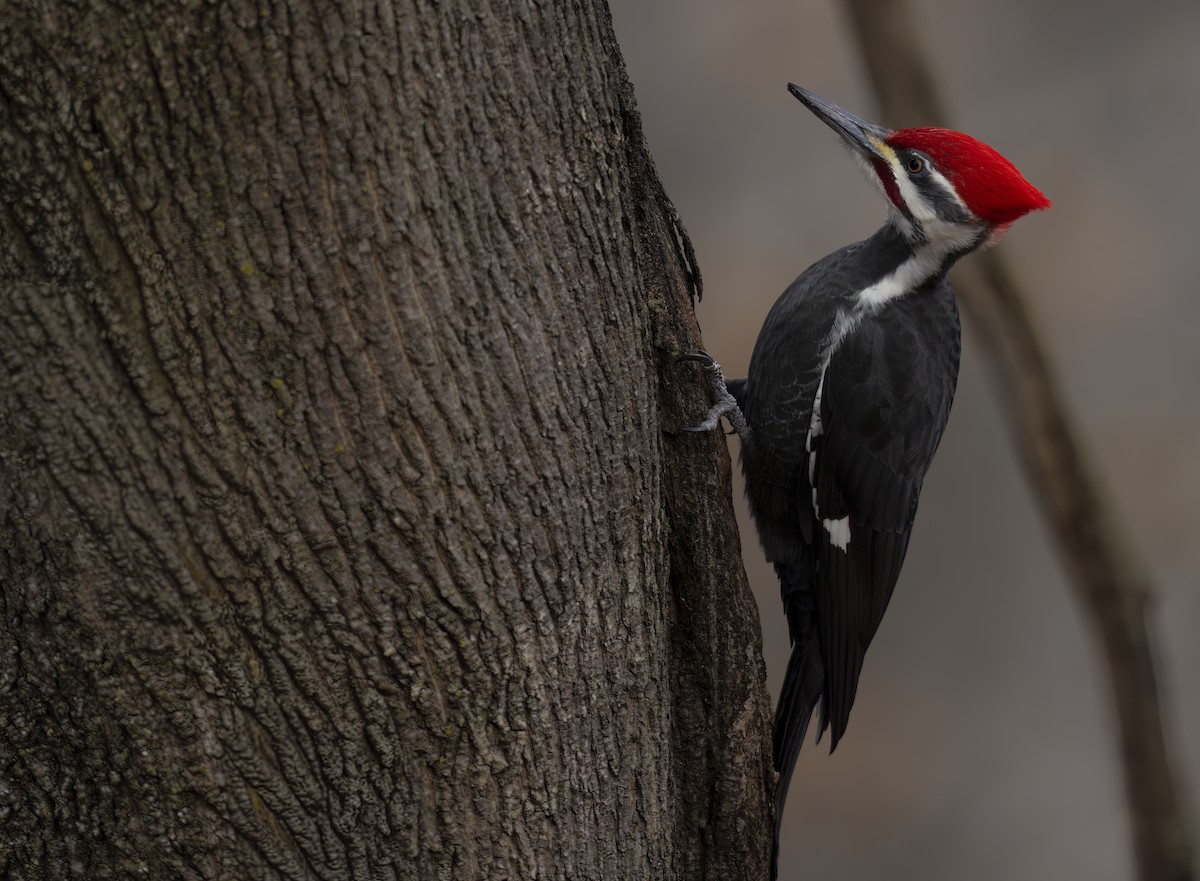 Pileated Woodpecker - ML647128639