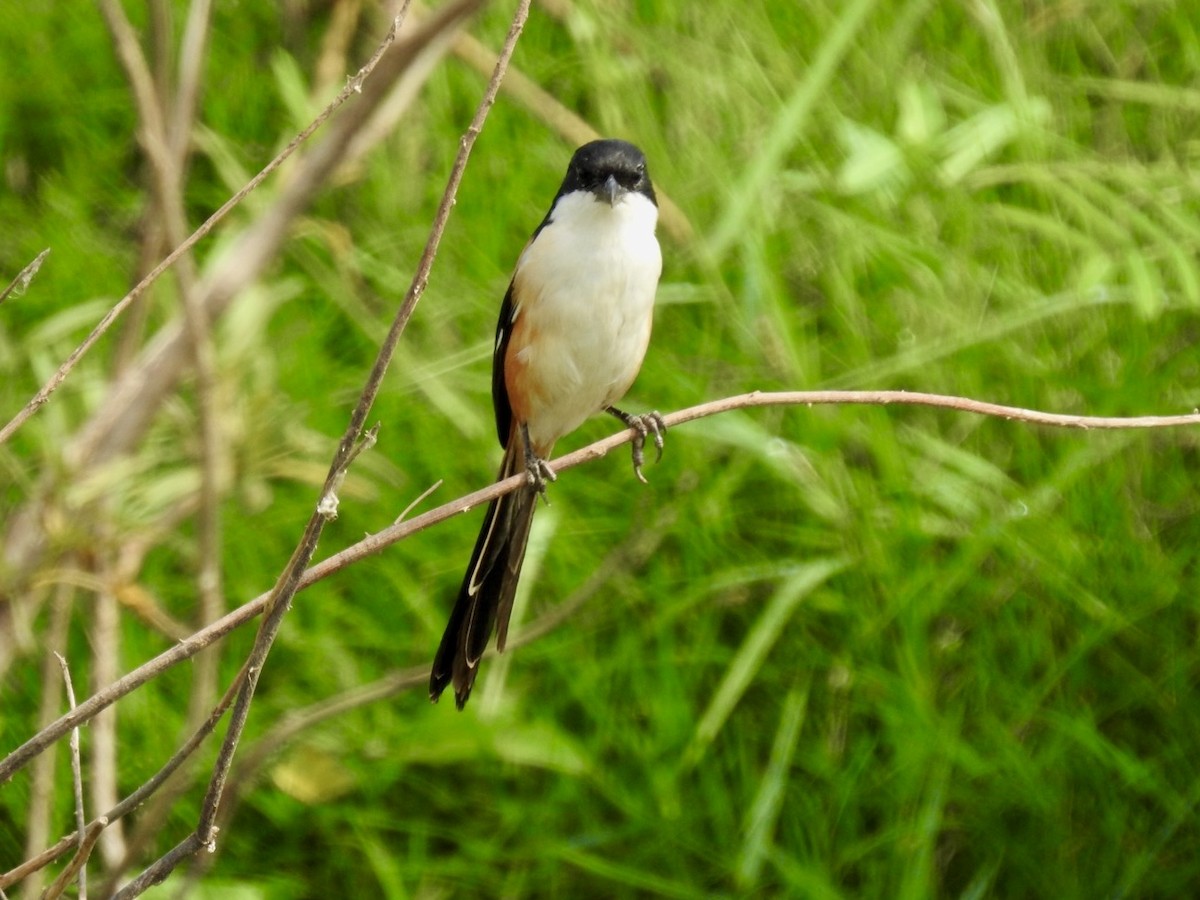 Long-tailed Shrike - ML647128646