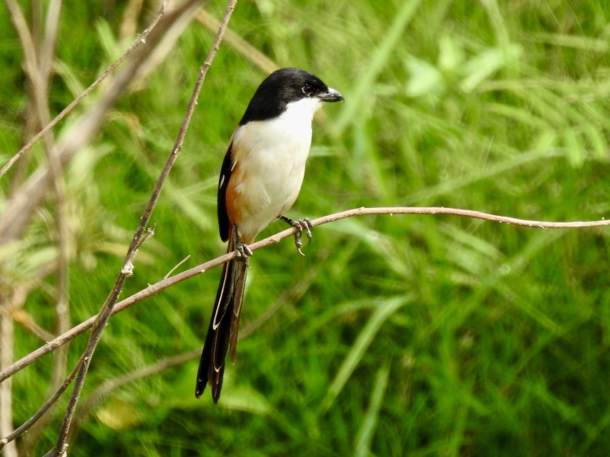Long-tailed Shrike - ML647128647