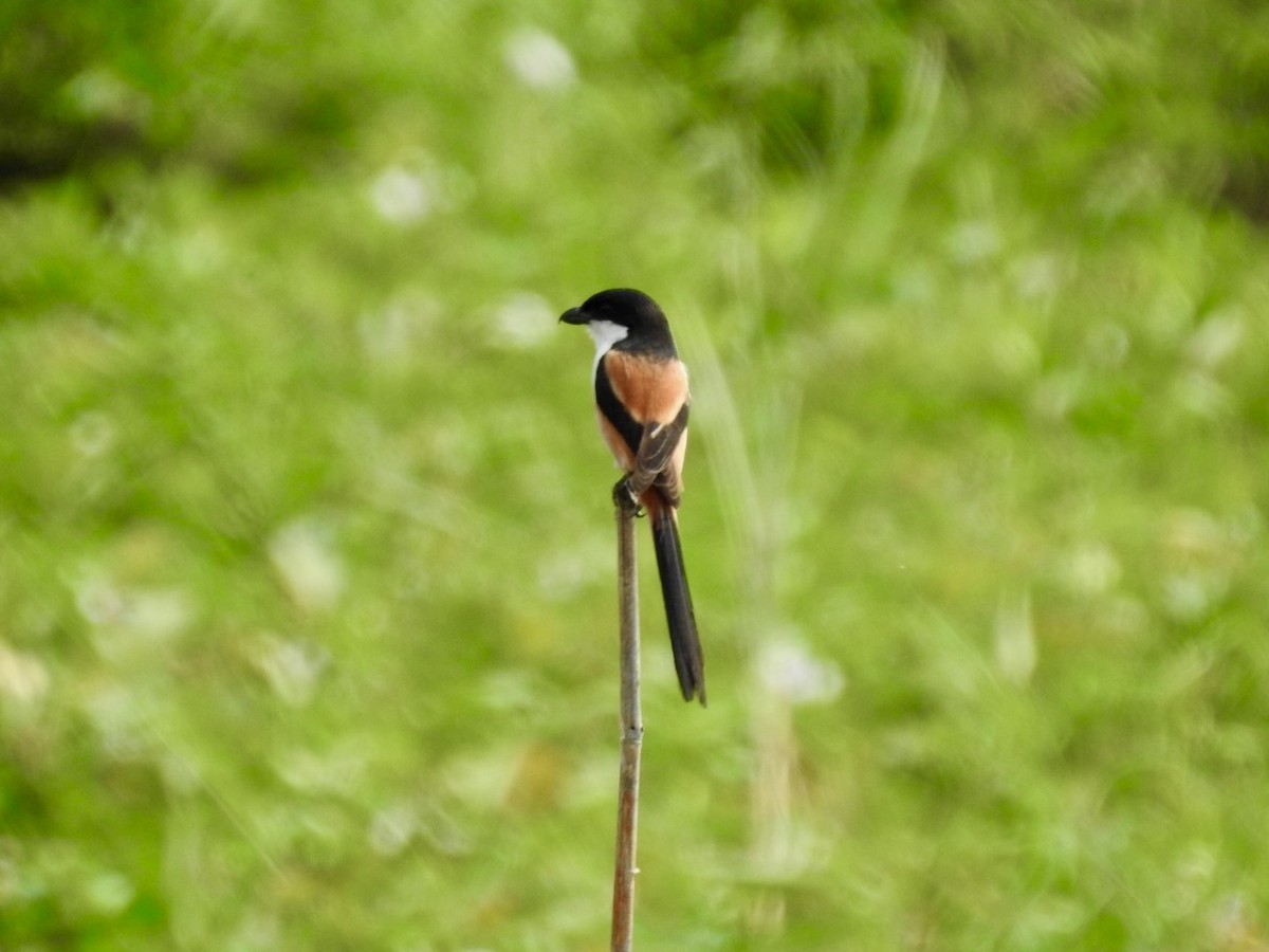 Long-tailed Shrike - ML647128648