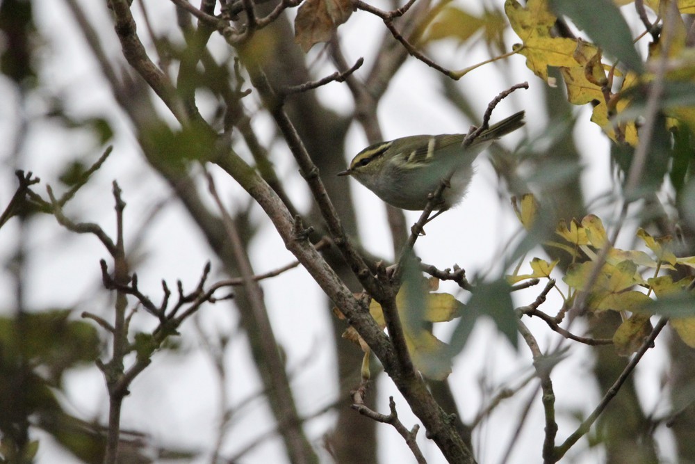 Вівчарик золотомушковий - ML647128650