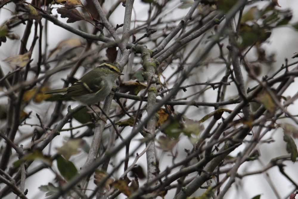 Вівчарик золотомушковий - ML647128651