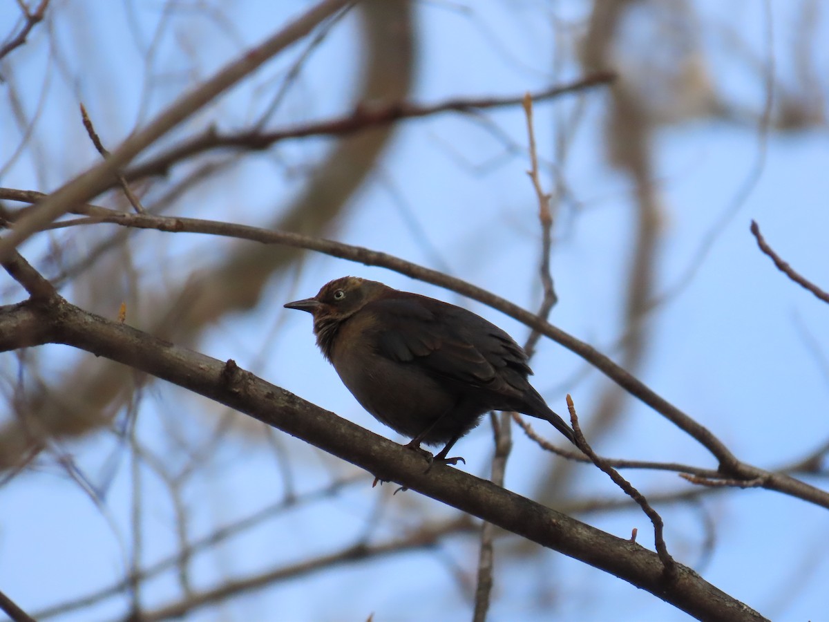 Rusty Blackbird - ML647128653