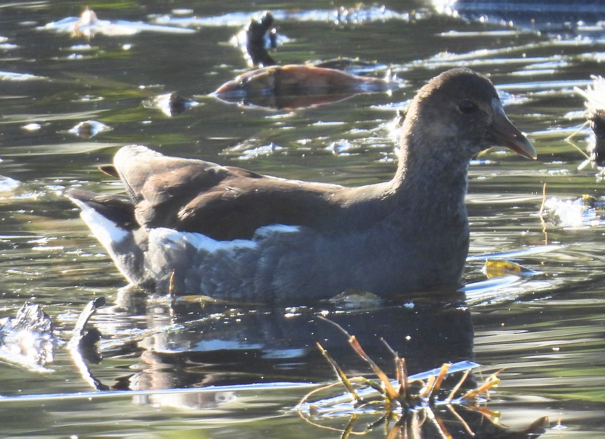 Common Gallinule - ML647128654