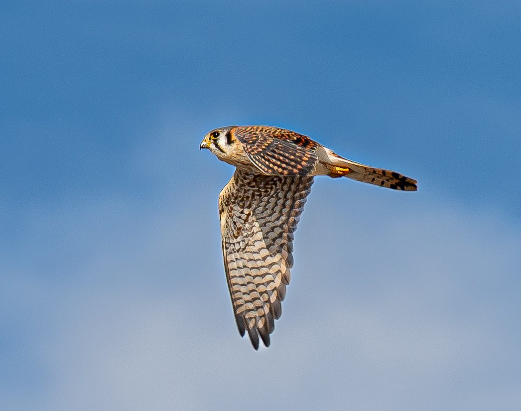 American Kestrel - ML647128655