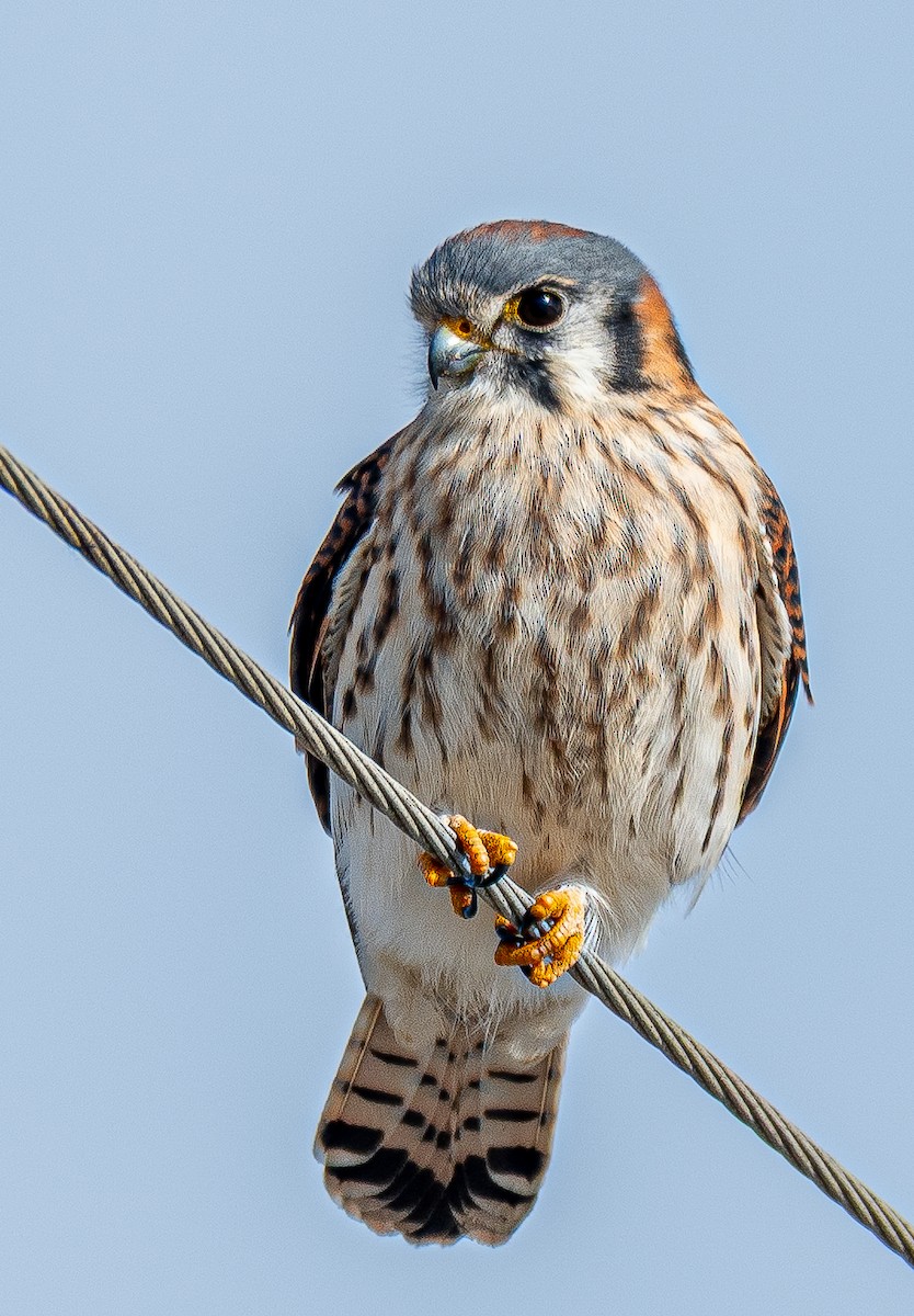 American Kestrel - ML647128656
