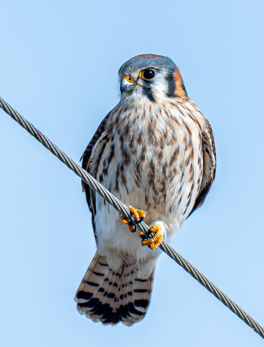 American Kestrel - ML647128657