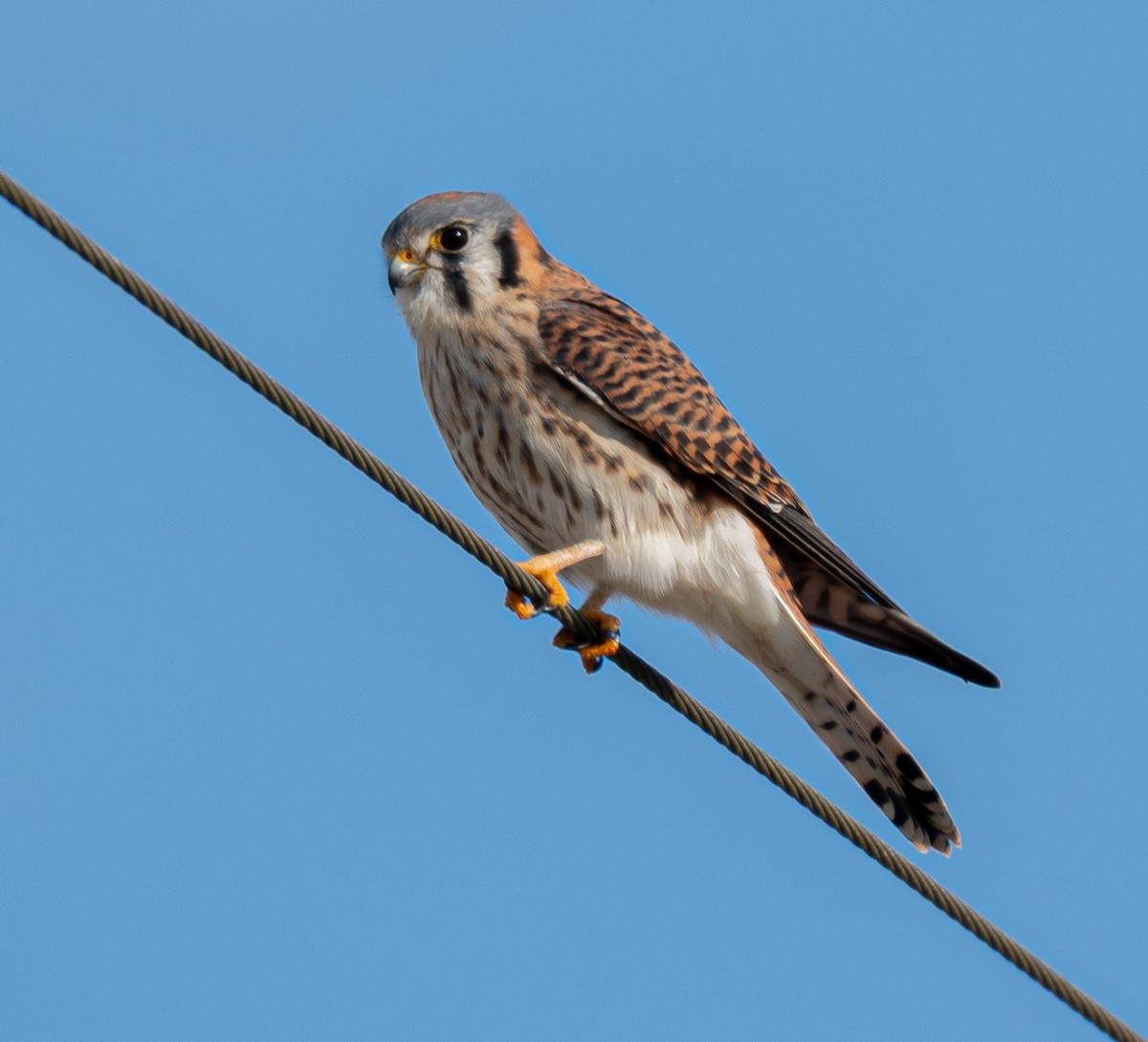 American Kestrel - ML647128658