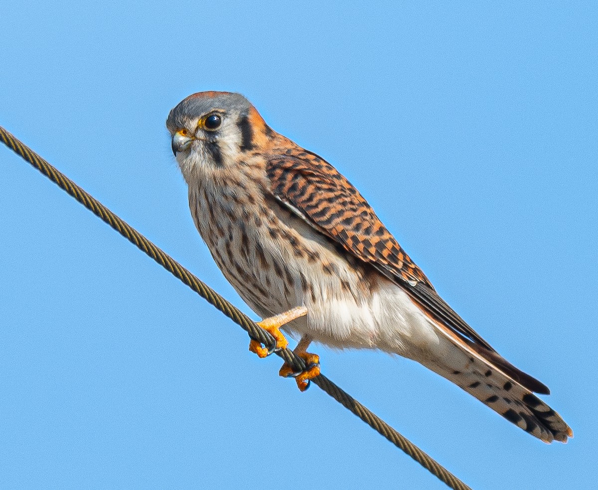 American Kestrel - ML647128659
