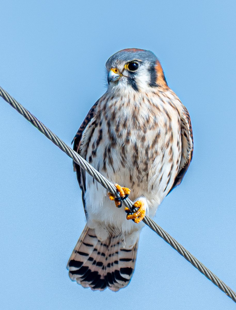 American Kestrel - ML647128660