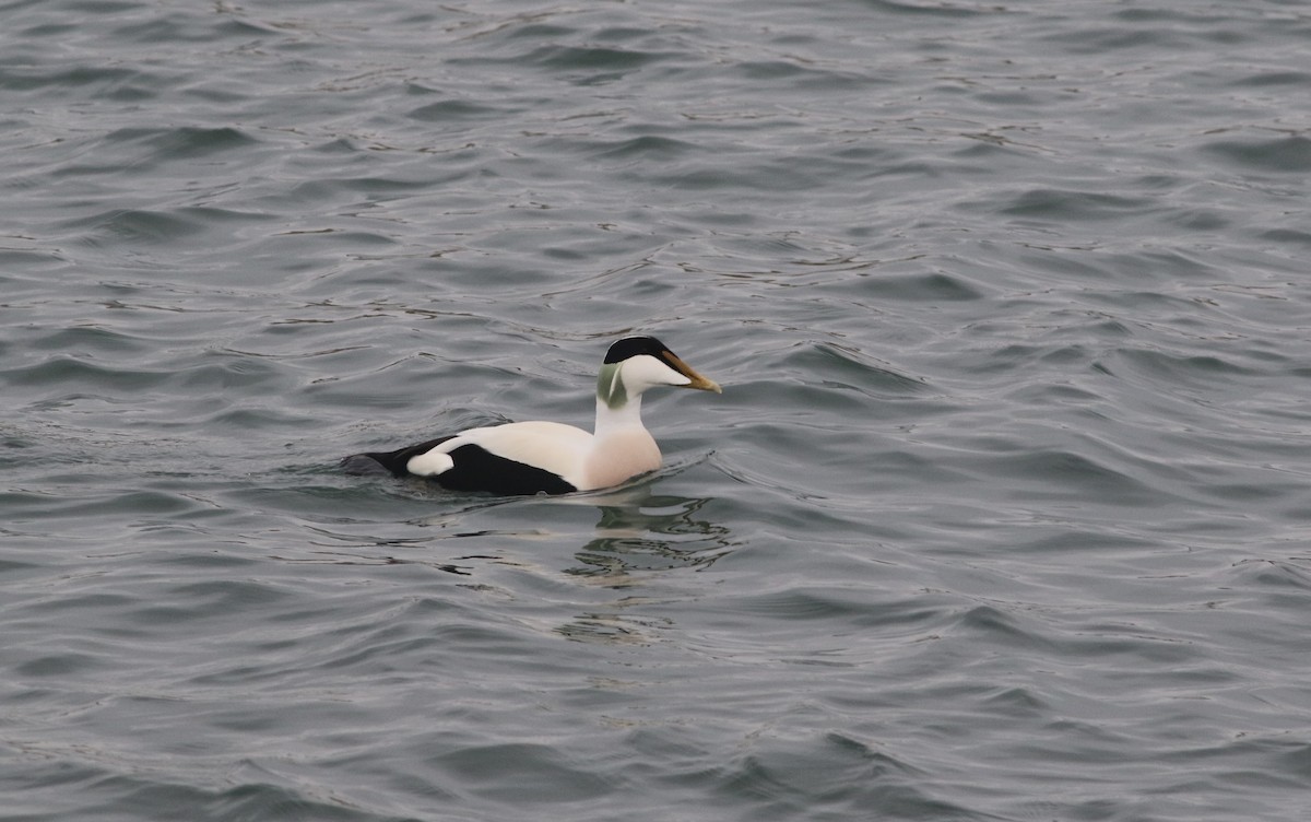 Common Eider - ML647128661