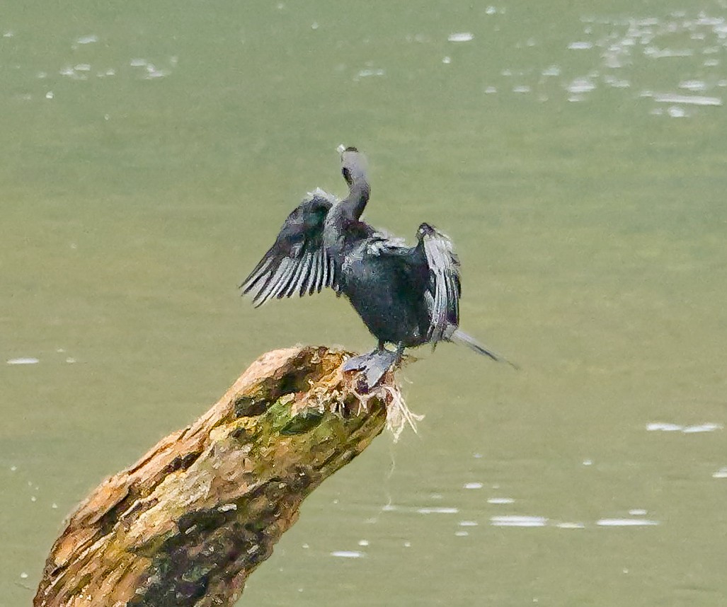 Indian Cormorant - ML647128662