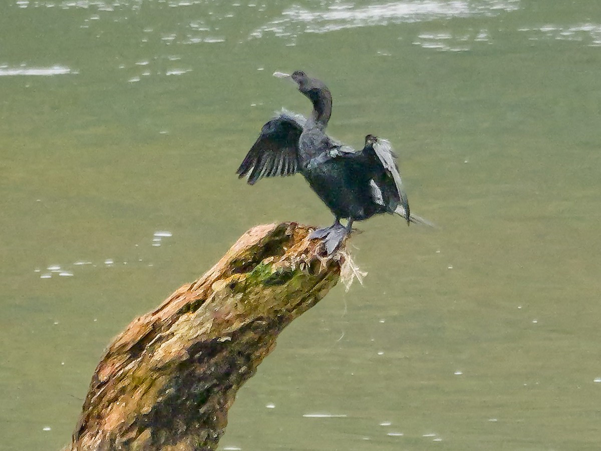 Indian Cormorant - ML647128663