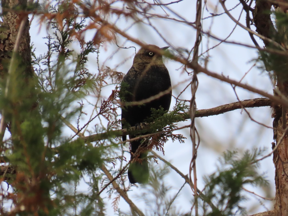 Rusty Blackbird - ML647128665