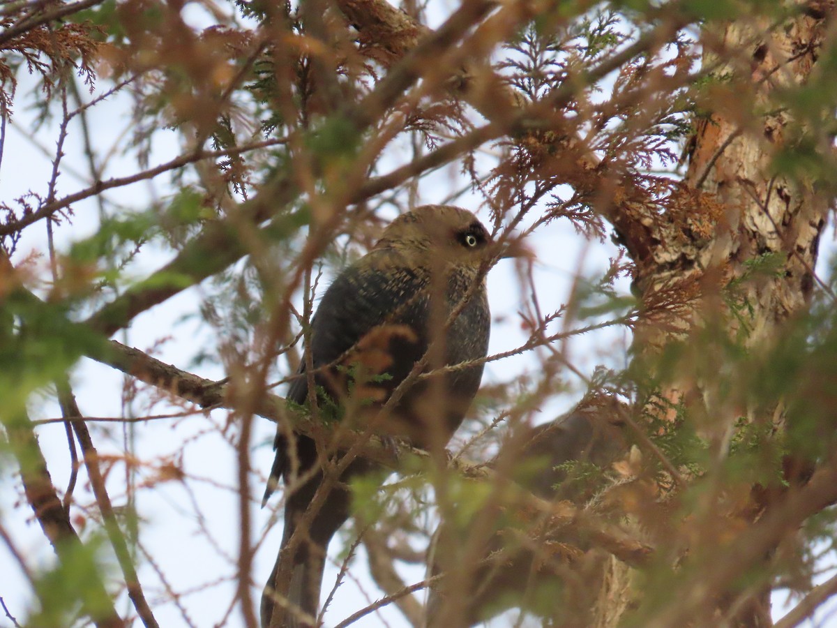 Rusty Blackbird - ML647128666