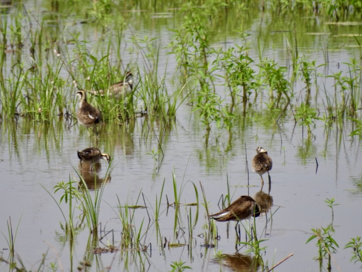 Pheasant-tailed Jacana - ML647128668
