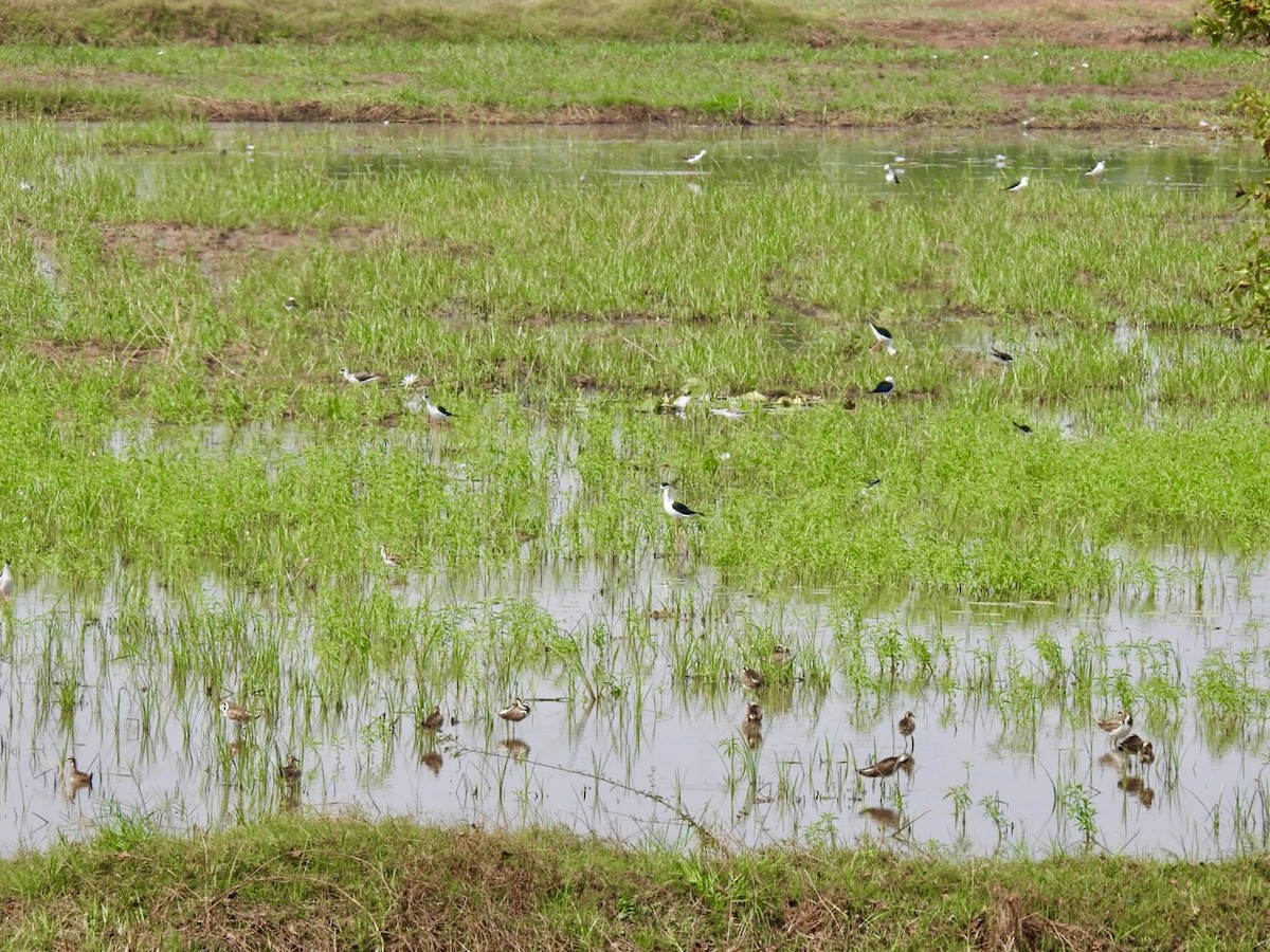 Pheasant-tailed Jacana - ML647128669