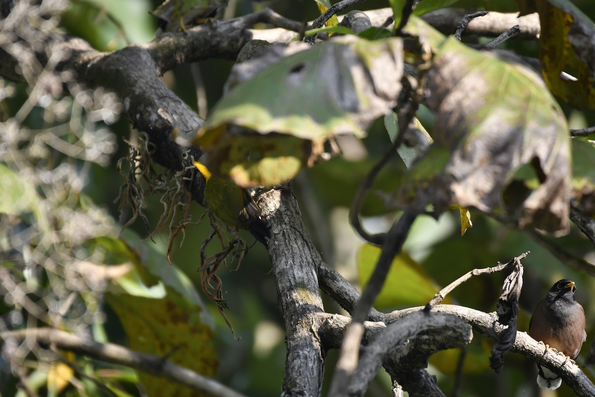 Hirtenmaina - ML647128670