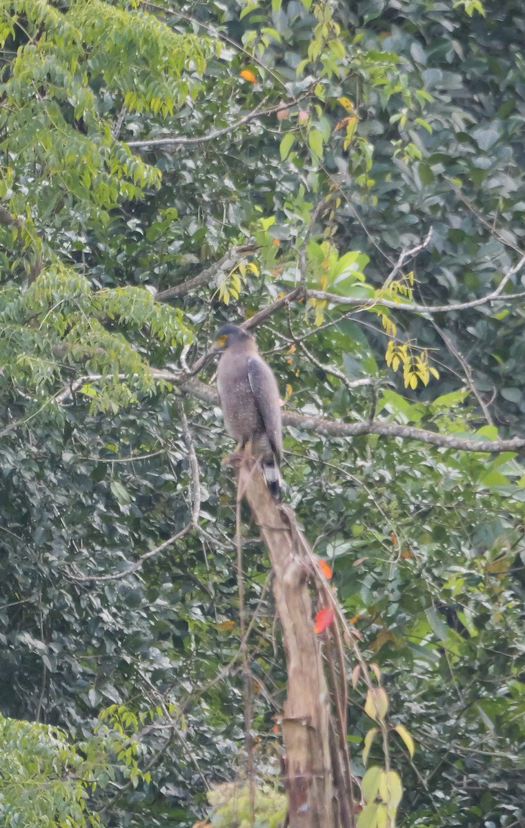 Culebrera Chiíla - ML647128675