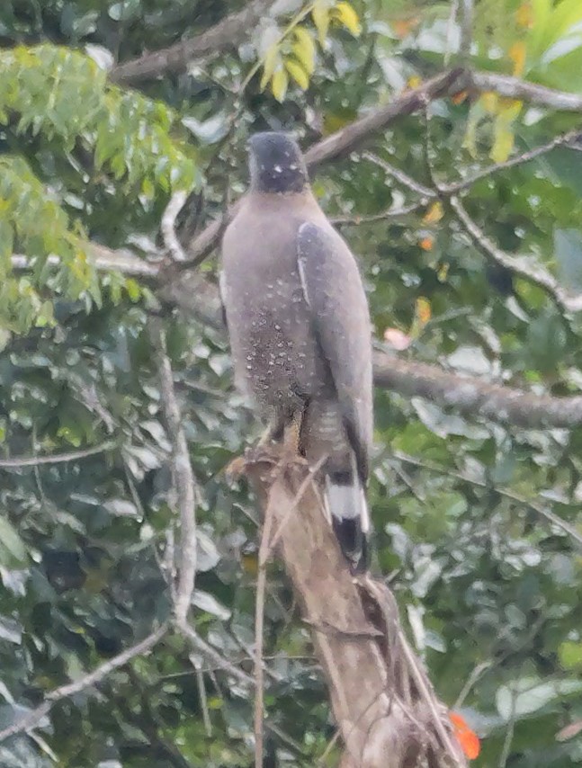 Culebrera Chiíla - ML647128676