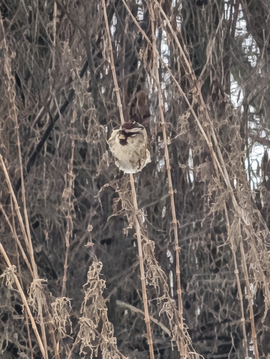 gråsisik - ML647128677