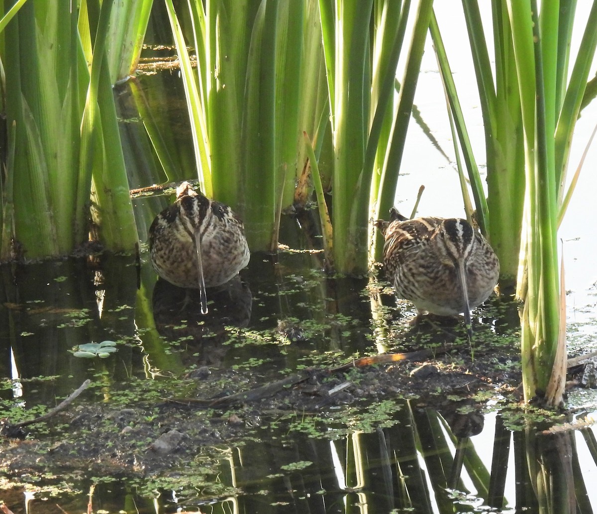 Agachadiza de Wilson - ML647128678