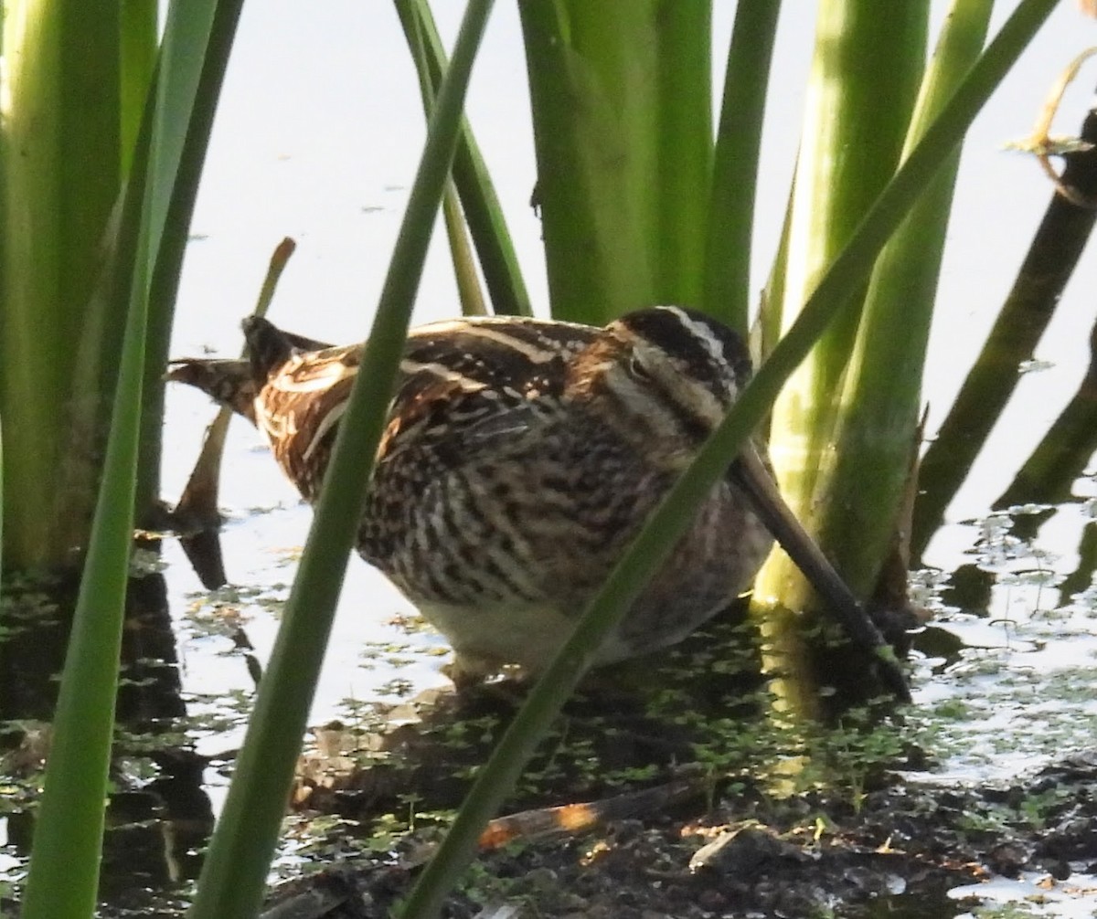 Agachadiza de Wilson - ML647128679