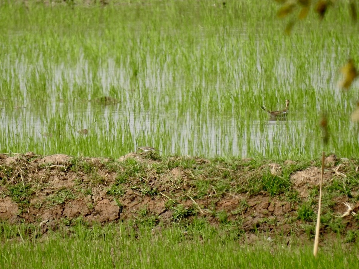 Lavandera de Chukotka - ML647128681