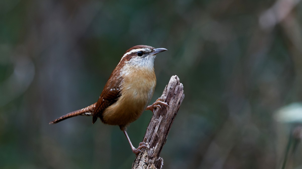 Cucarachero de Carolina - ML647128682