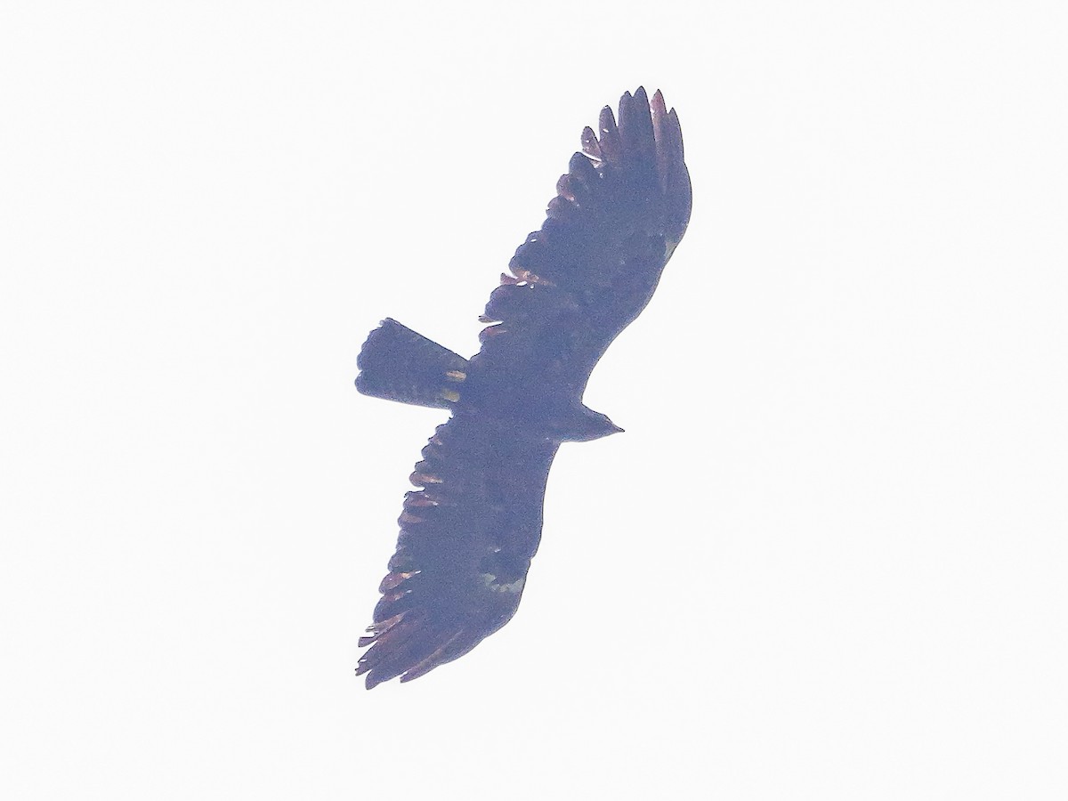 Águila Milana - ML647128683