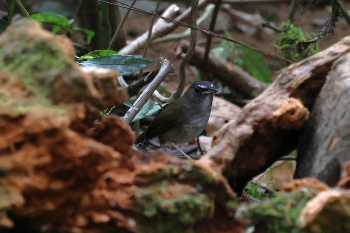 Alicorto Chico - ML647128684