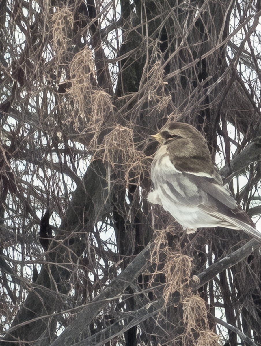 gråsisik - ML647128686