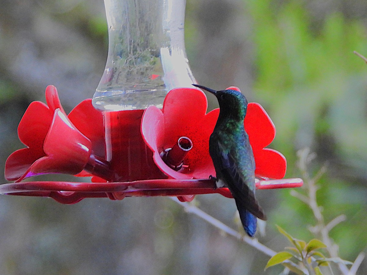 Amazilia Capiazul - ML647128687