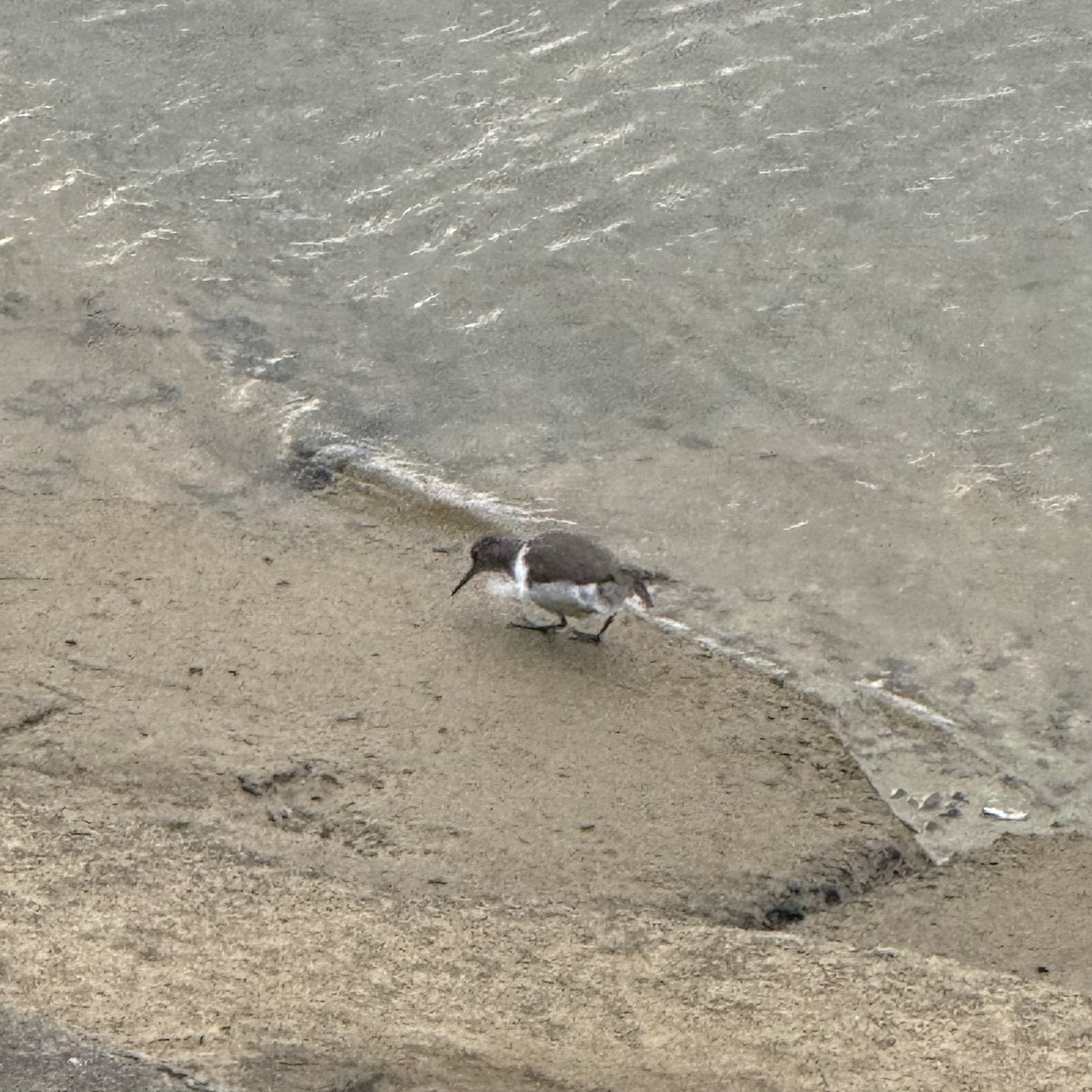 ביצנית לבנת-בטן - ML647128688