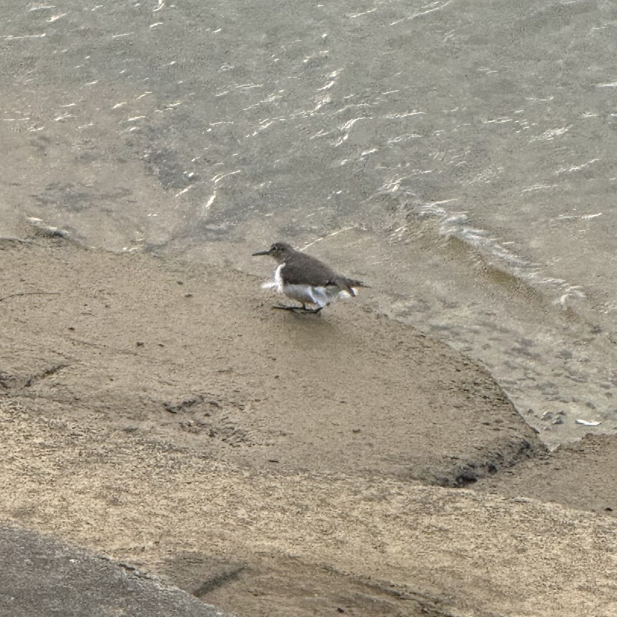 ביצנית לבנת-בטן - ML647128689