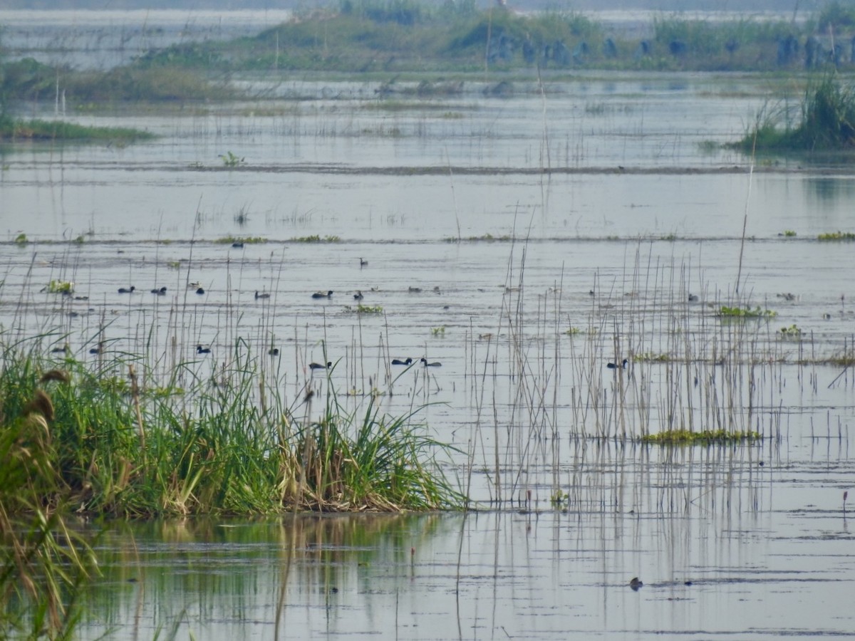 Focha Común - ML647128690