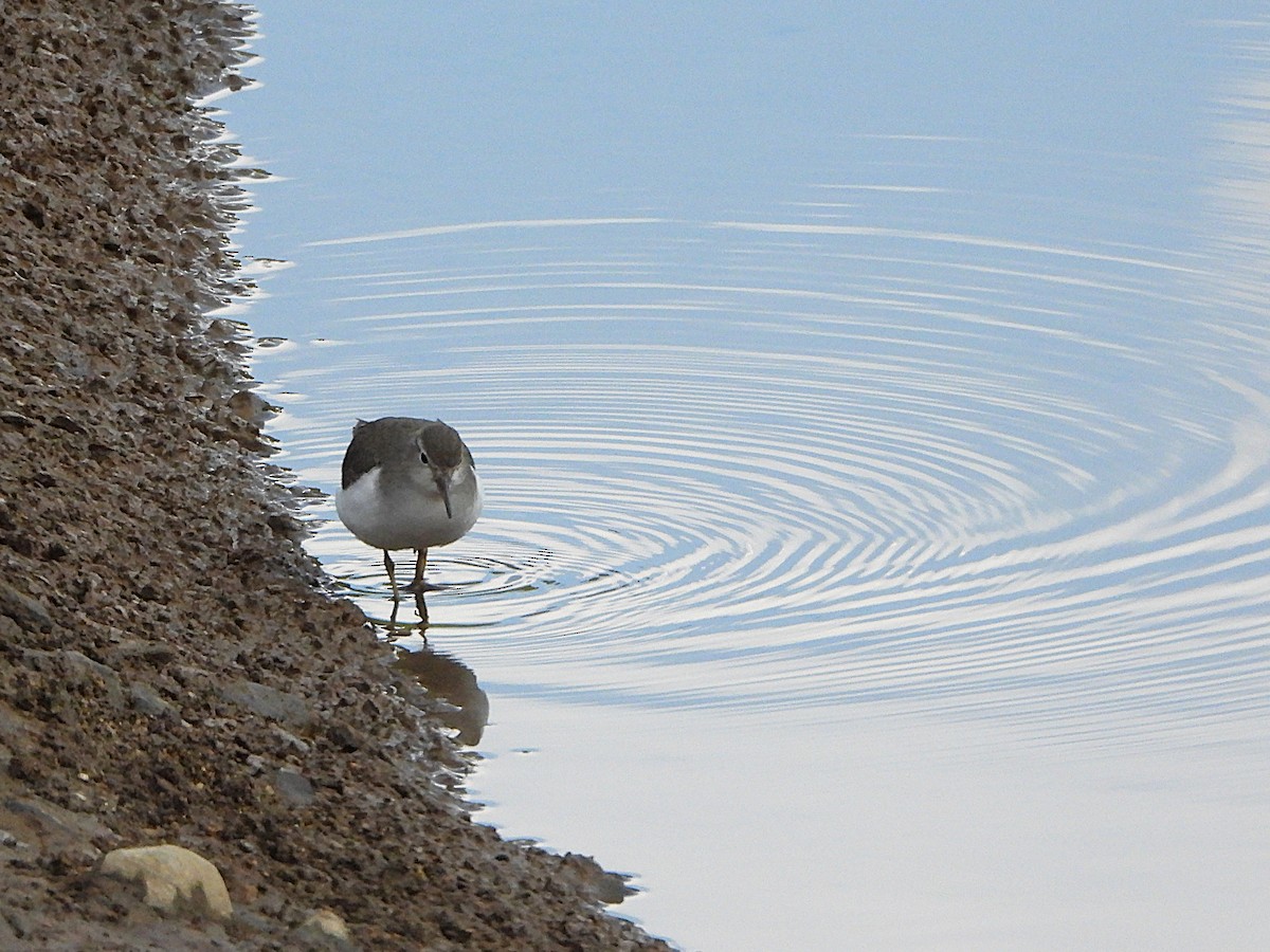 Andarríos Maculado - ML647128691