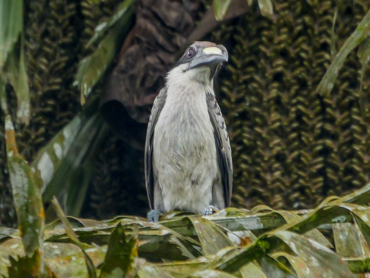 Cálao Gris Cingalés - ML647128693