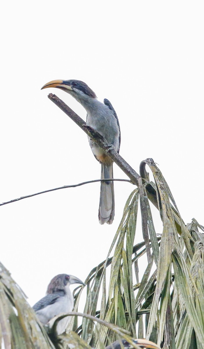 Cálao Gris Cingalés - ML647128695