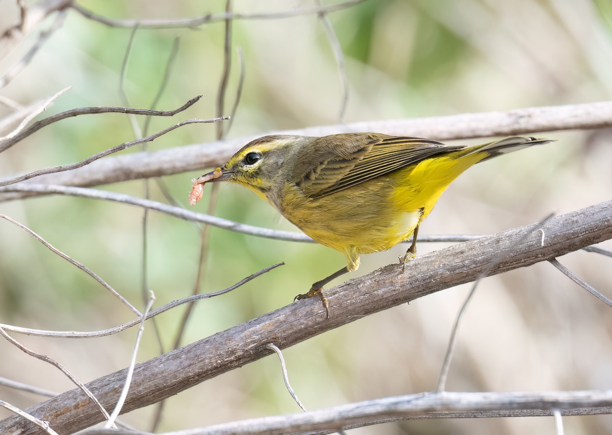 Reinita Palmera (Oriental) - ML647128698