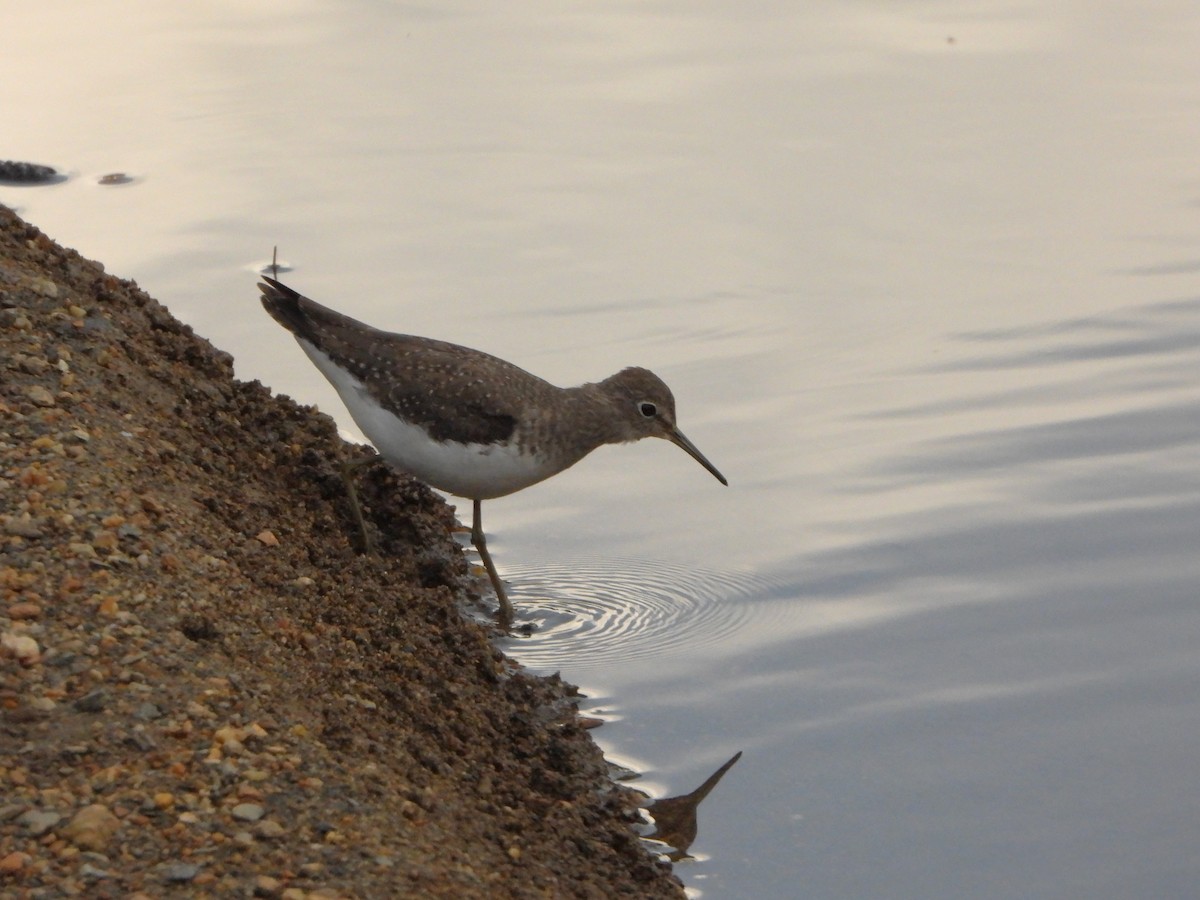 Andarríos Solitario - ML647128699