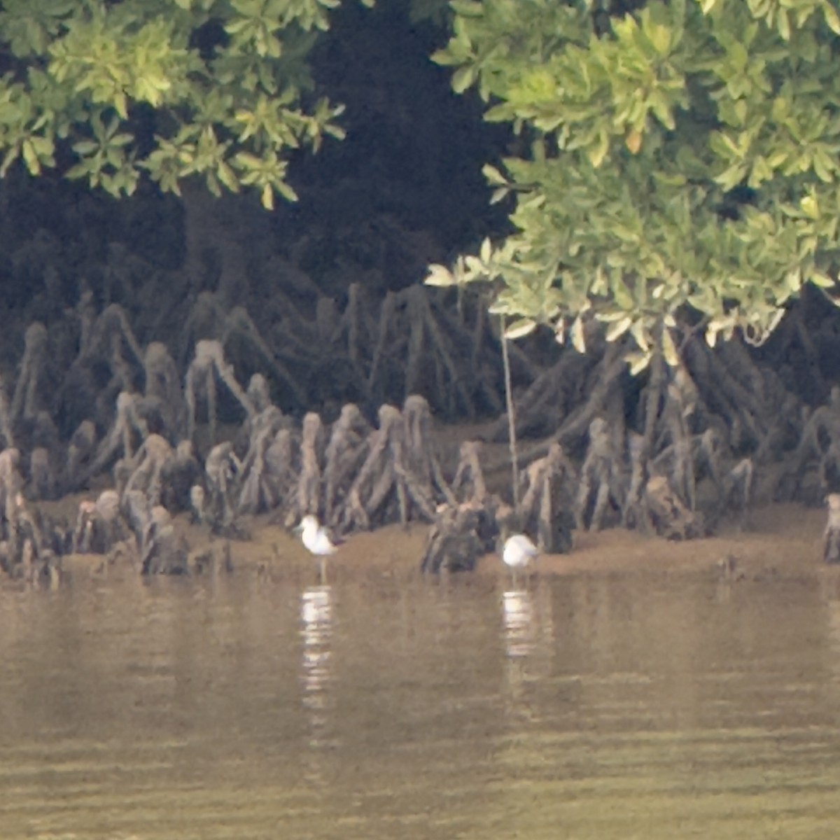 Archibebe Claro - ML647128702