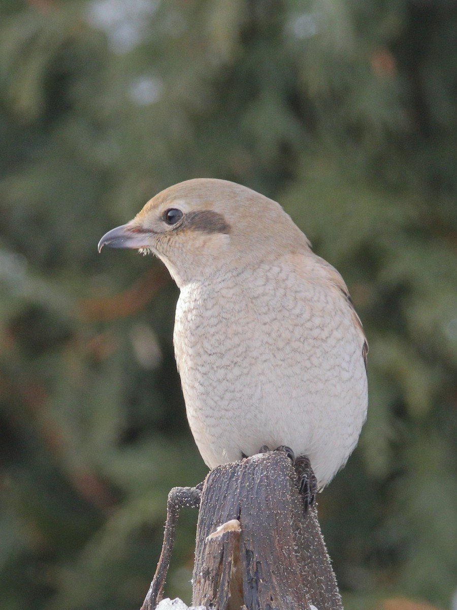Alcaudón Boreal - ML647128704
