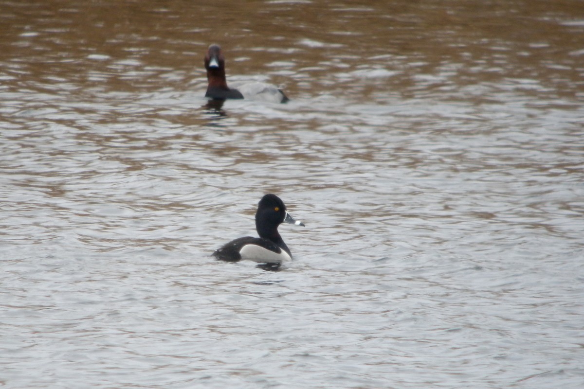 Porrón Acollarado - ML647128705