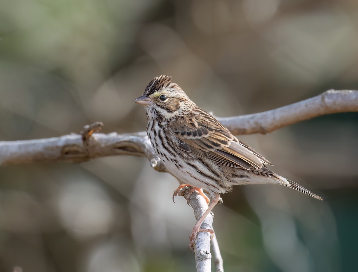 Chingolo Sabanero - ML647128706
